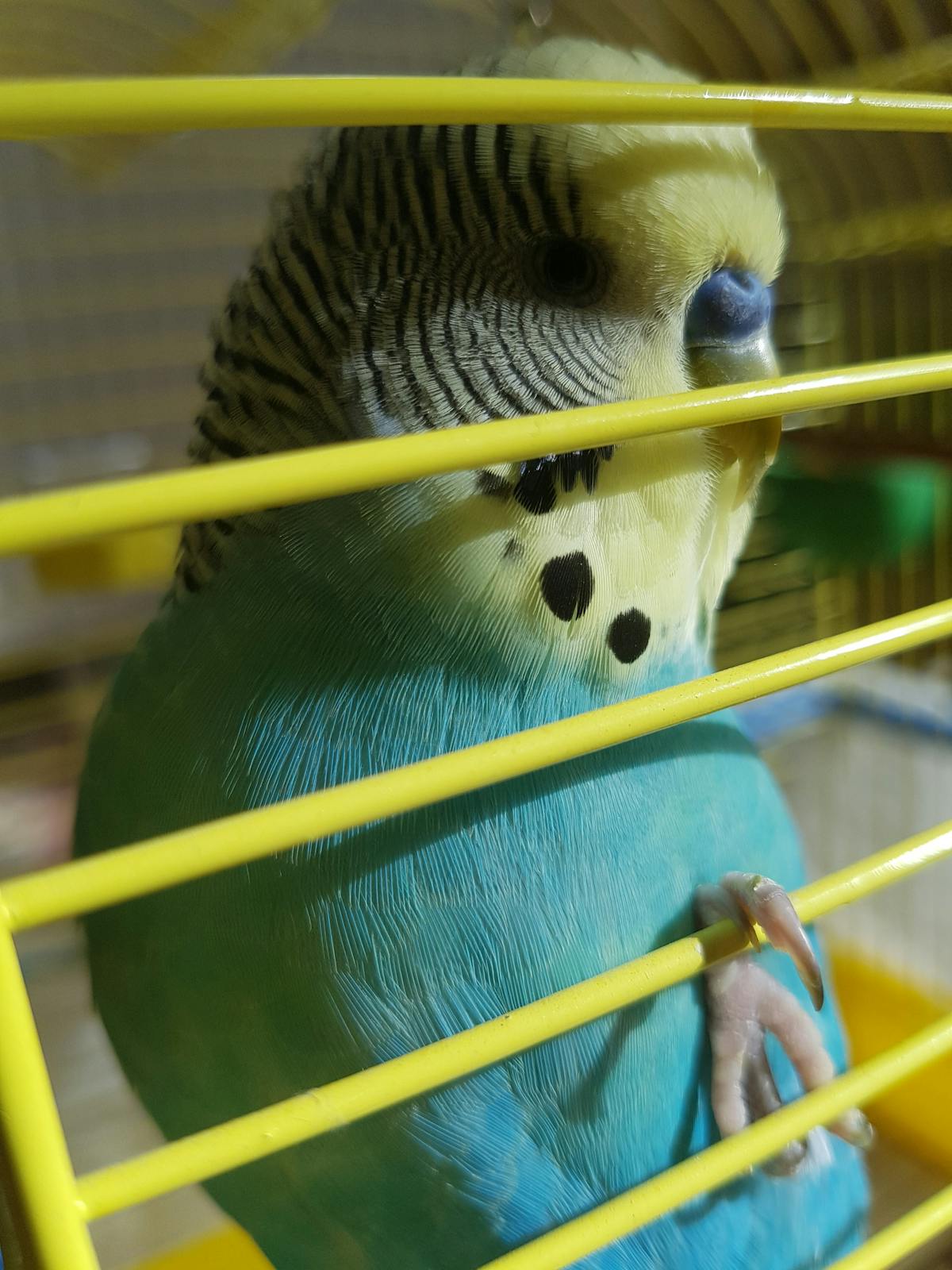 2026年企業Mac CI：マルチリポ並列のDerivedData・SwiftPM・ディスクFAQ