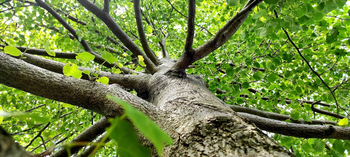 2026年 OpenClaw 容器模式與 Docker Podman CLI 透傳維運示意